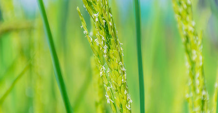 Rice Flower